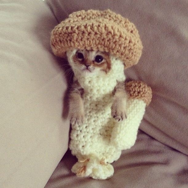 kitten mushroom